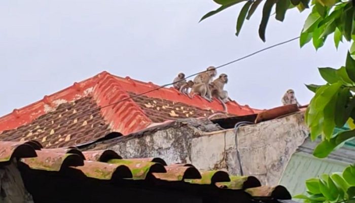 Belasan Monyet Hutan Kera Bandar Lampung Serbu Atap Rumah Warga Pahoman