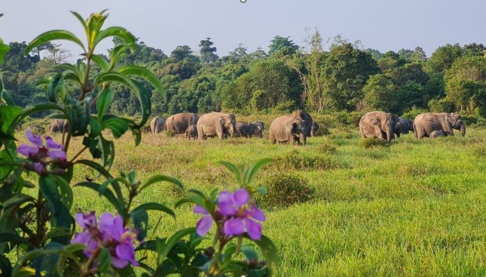 TN Way Kambas Perkuat Strategi Terpadu Tekan Konflik Gajah dan Manusia