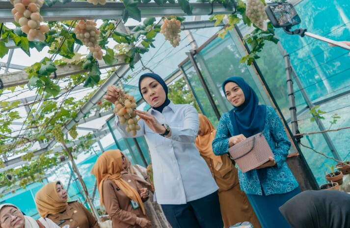 Ketua TP. PKK Provinsi Lampung, Purnama Wulan Sari, melakukan panen buah anggur dan melon sebagai bentuk nyata optimalisasi lahan produktif di PKK Agro Park, Desa Sabah Balau || Foto: Dinas Kominfotik Provinsi Lampung