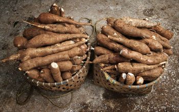 Pemprov Lampung menyampaikan apresiasi dan terima kasih kepada perusahaan-perusahaan pengolahan singkong yang telah mematuhi Peraturan Gubernur Lampung Nomor 36 Tahun 2025 || Foto: Dinas Kominfotik Provinsi Lampung