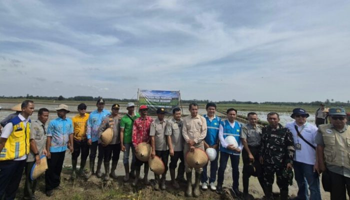 Akselerasi Ketahanan Pangan Daerah, PLN Hadirkan Listrik Andal untuk Pertanian Modern