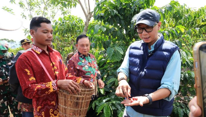 PHC Ubah Wajah Perkebunan Kopi Lampung, Gubernur Mirza Dorong Produktivitas Kopi Meningkat