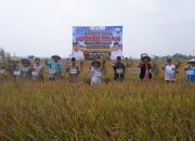 Pertanian Modern–Advanced Agriculture System (PM-AAS) di Lampung Tengah, yang berhasil mendorong produktivitas pertanian melalui pemanfaatan teknologi dan dukungan kelistrikan PLN || Foto: PLN UID Lampung
