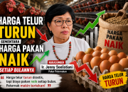 Peternak Ayam Petelur di Lampung Terjepit: Harga Telur Anjlok, Biaya Pakan Melambung Tinggi
