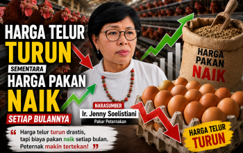 Ilustrasi, Harga Telur Turun || Foto: 5W1HINDONESIA.ID