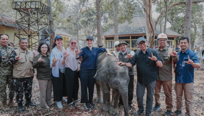 Pemprov Lampung Dorong Keseimbangan Konservasi Gajah dan Aktivitas Masyarakat